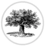 Shade Tree Partners LLC logo