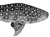 Whale Shark Financial LLC logo