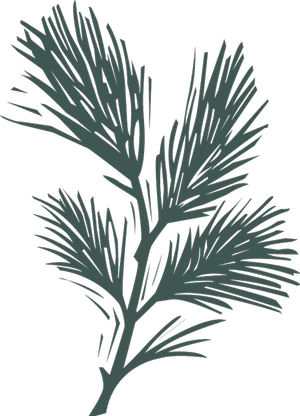 Pine Capital logo